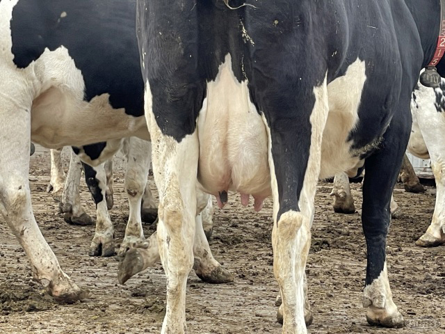 (8) Holstein dry cows